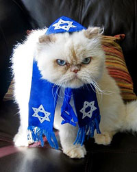 Jewish kitty